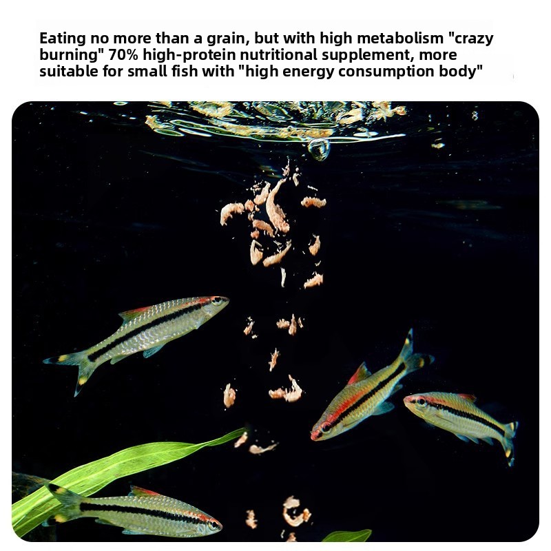 Yee Krill & Baby Shrimp Dry Fo - مراجعة Baby Food High In Protein وسعره